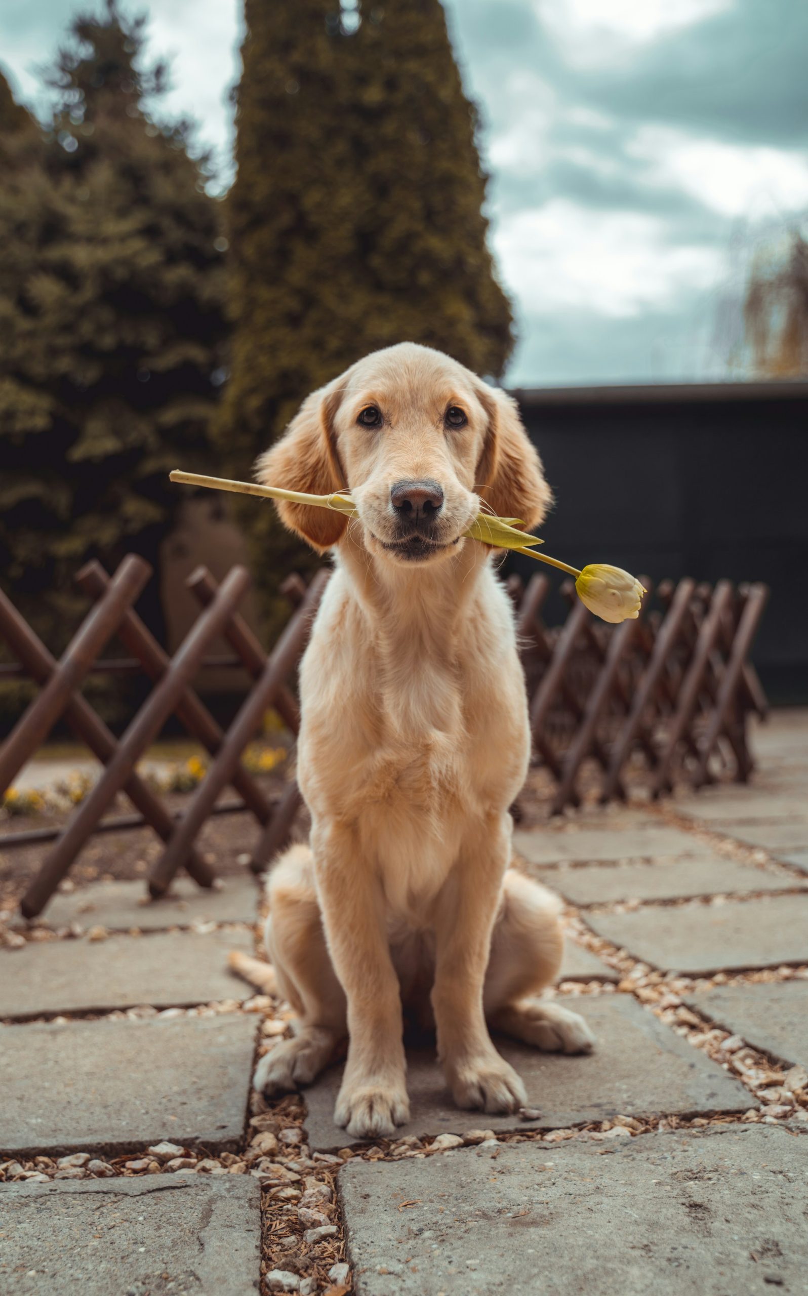 richard-brutyo-Sg3XwuEpybU-unsplash